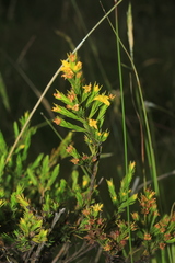 Hypericum juniperinum