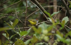 Phylloscopus castaniceps