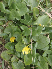 Ficaria verna verna