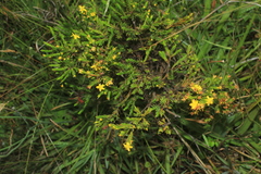 Hypericum juniperinum