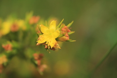 Hypericum juniperinum