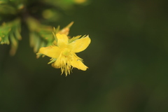 Hypericum juniperinum