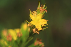 Hypericum juniperinum