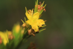 Hypericum juniperinum