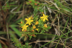 Hypericum juniperinum