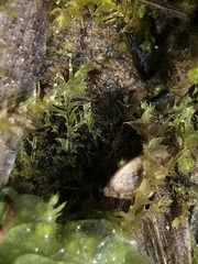 Lophocolea bispinosa