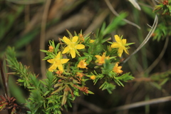 Hypericum juniperinum