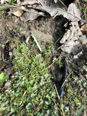 Lophocolea bispinosa