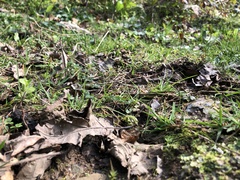 Lophocolea bispinosa