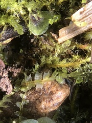 Lophocolea bispinosa