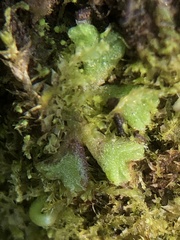Riccia subbifurca