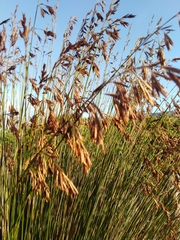 Thamnochortus lucens