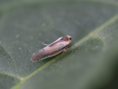 Omolicna