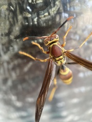 Polistes exclamans