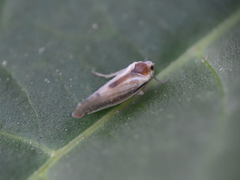 Omolicna