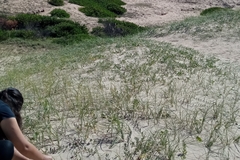 Panicum racemosum
