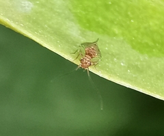 Ectopsocus