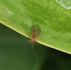 Ectopsocus