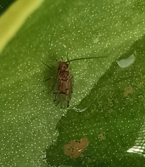 Ectopsocus