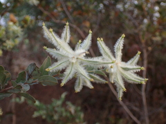 Guiera senegalensis image