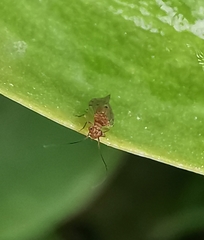 Ectopsocus