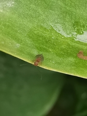 Ectopsocus