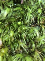 Pleuridium acuminatum