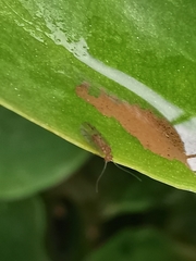Ectopsocus