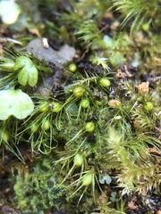 Pleuridium acuminatum