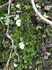 Pleuridium acuminatum