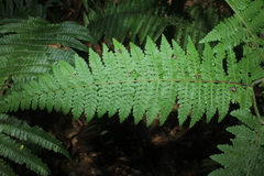Dennstaedtia cornuta