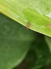 Ectopsocus