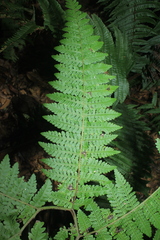 Dennstaedtia cornuta