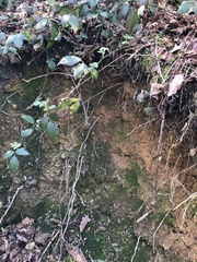 Pleuridium acuminatum