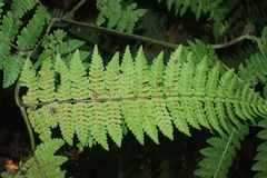 Dennstaedtia cornuta