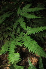 Dennstaedtia cornuta