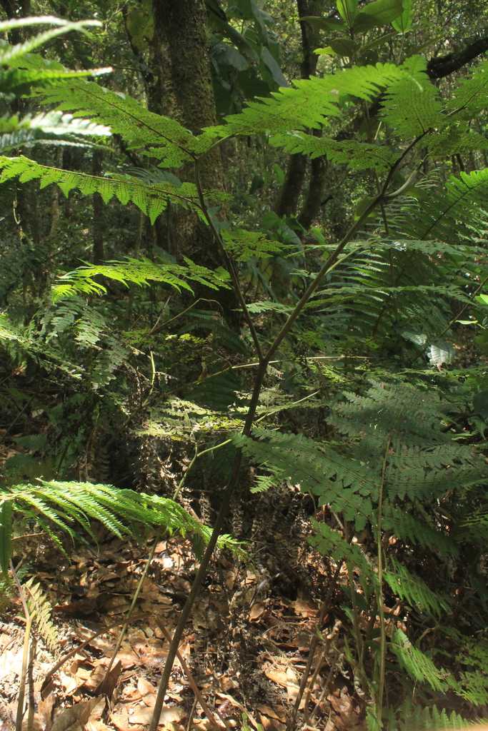 Dennstaedtia cornuta