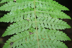 Dennstaedtia cornuta