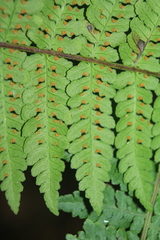 Dennstaedtia cornuta