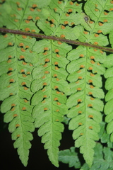 Dennstaedtia cornuta