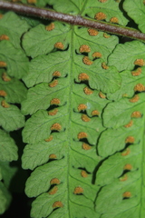 Dennstaedtia cornuta