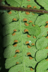 Dennstaedtia cornuta