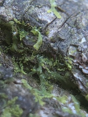 Microlejeunea ulicina