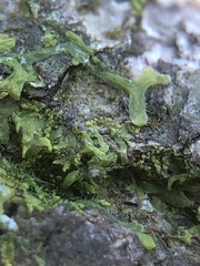 Microlejeunea ulicina