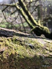 Microlejeunea ulicina