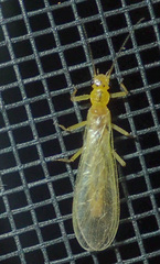 Chloroperlidae