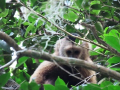 Cebus brunneus