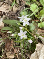Claytonia virginica