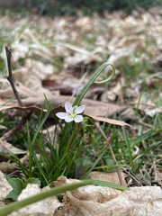 Claytonia virginica