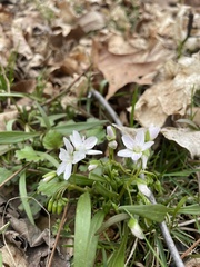 Claytonia virginica